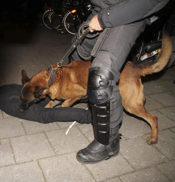 Chien de la police mordant un manifestant turc à Rotterdam