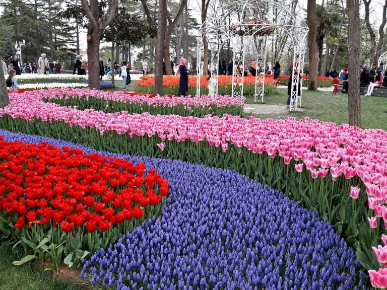 istanbul tulipes