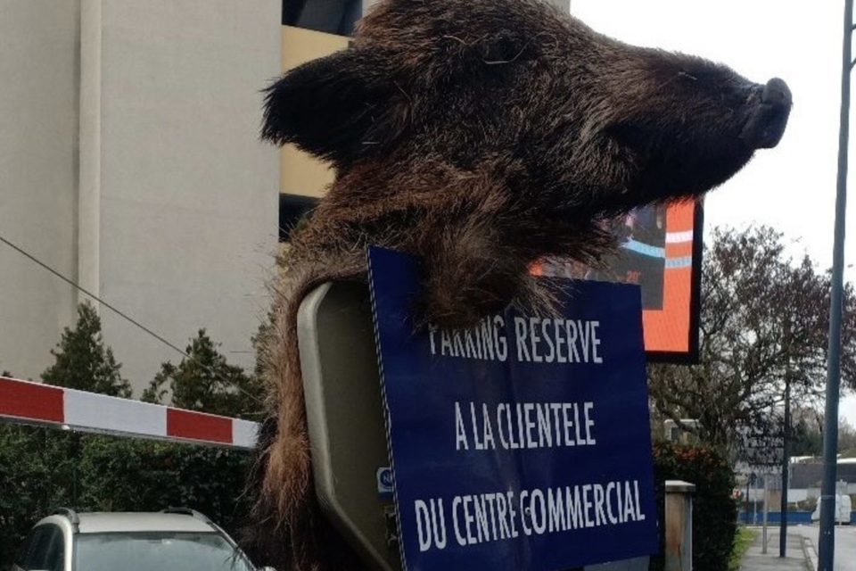 sanglier Toulouse